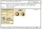 Karteikarte zum Syntyp von Rotalia manilana Karrer, 1878